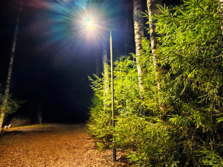 A well-lit path through a dense forest invites nighttime wanderers, with trees lining the route and soft light shining brightly overhead.の写真素材
