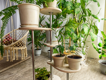 Enjoy the relaxing ambiance of a cozy indoor garden featuring lush plants, pots on stands, and a comfortable hanging chair.の写真素材