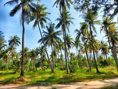 Vigorous palm trees sway gently under a bright sky, surrounded by vibrant greenery, creating a serene tropical atmosphere.の写真素材
