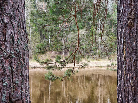 Tall trees frame a peaceful lake reflecting the lush greenery, creating a serene atmosphere in the autumn forest landscape.の写真素材