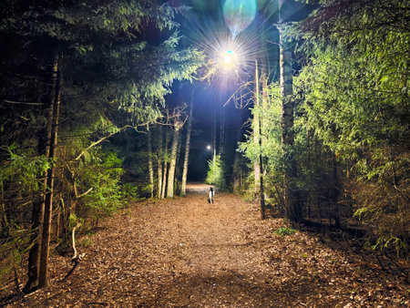 A person walks along a leaf-covered path in a dark forest, lit by a distant lantern creating a captivating, serene atmosphere.の写真素材