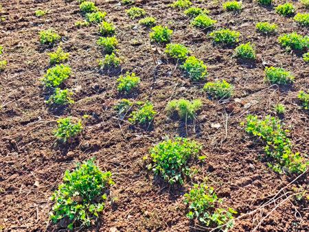 Fresh green plants sprout in neat rows on a farm field, basking in warm sunlight during early spring planting.の写真素材