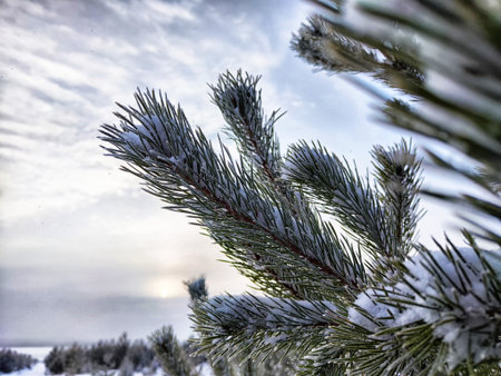 Snow blankets the pine branches while the cloudy sky casts a serene atmosphere during a quiet winter...