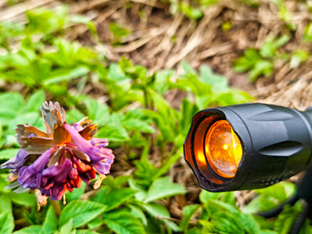 Colorful flower stands out with illuminated details provided by a focused light source in a rich green backdrop of foliage.の写真素材