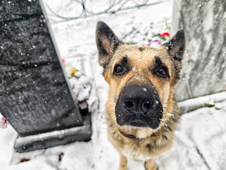 A loyal shepherd dog mourns its owner at a grave covered in snowflakes, expressing deep affection and loneliness in the cemetery.の写真素材