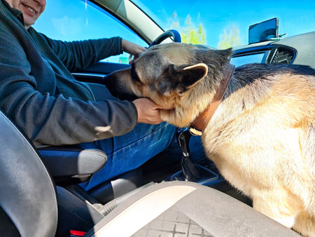 Dog enjoys quality time with owner in car during sunny dayの写真素材