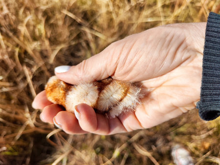 A person holds a vibrant caterpillar in their hand, highlighting its striking colors and soft texture against a backdrop of tall grass on a clear day.の写真素材