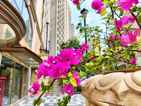 Bougainvillea flowers in bright pink bloom, draping elegantly from a decorative planter, enhancing the urban landscape on a sunny day.の写真素材