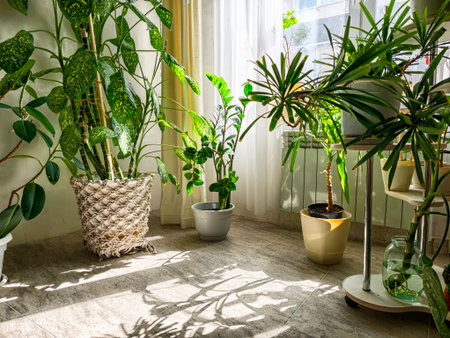 A cozy indoor space showcases various lush green plants basking in sunlight, creating a serene atmosphere with soft shadows.の写真素材