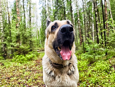 A cheerful dog stands in a vibrant forest, surrounded by tall trees and fresh greenery, showing its playful spirit and happiness.の写真素材