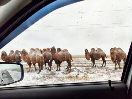 A group of camels stands together along the roadside, surrounded by a snowy landscape on a cloudy day in a remote region.の写真素材
