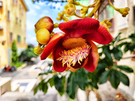 A striking red flower stands out against the backdrop of a bustling street, showing urban life and nature's beauty in vibrant detail.の写真素材