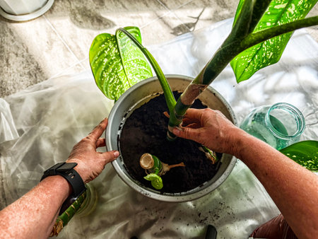 Hands gently transplanting flowers into a new pot filled with rich soil, showing the care and effort involved in gardening.の写真素材