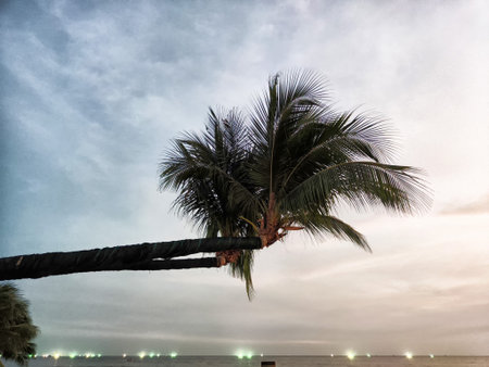 Calm evening at the beach features a palm tree reaching out towards the sky, with soft hues and distant lights illuminating the water.の写真素材