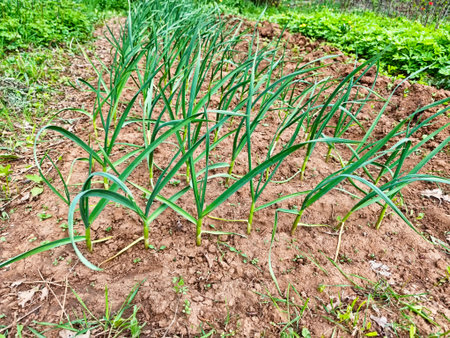 Freshly planted garlic thrives in rich soil during spring, with tall green shoots emerging and a garden filled with healthy vegetation nearby.の写真素材