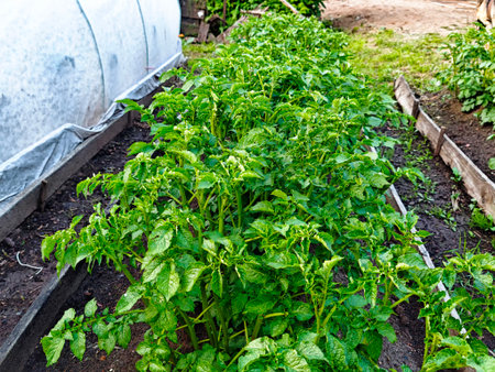 Lush potato plants flourish in a well-kept garden, soaking up the sun in a rural outdoor setting during late spring.の写真素材