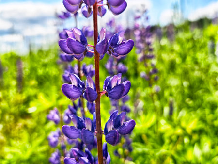 Vibrant purple lupine flowers stand tall against a backdrop of vivid green foliage under a clear blue sky.の写真素材