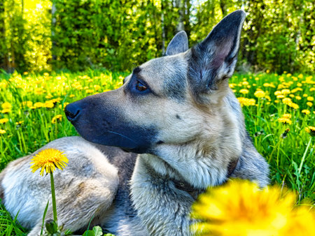 A beautiful German shepherd relaxes in a vibrant park, surrounded by bright yellow dandelions on a sunny spring day.の写真素材