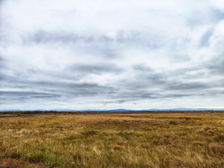 Open grassland adorned with natural hues, blanketed by a gray cloudy sky, creates a tranquil setting...