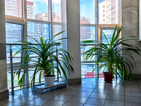 Bright and inviting indoor area showcases tall plants in pots, with large windows allowing natural light to flood in from outside.の写真素材