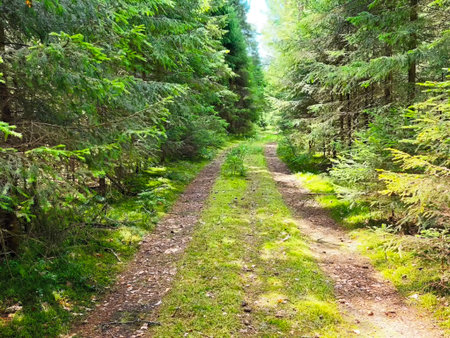 A tranquil path winds through a vibrant forest, sunlight filtering through lush green trees,...