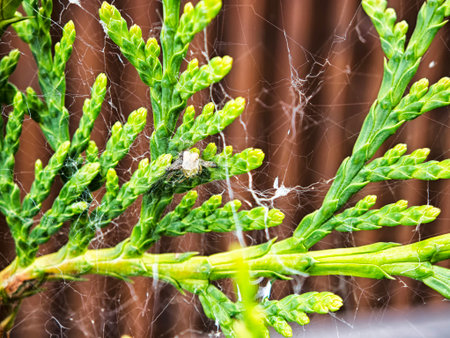 New growth of green leaves with spider web intricately woven in a garden setting during daylight...