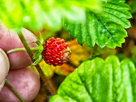 A person gently picks a ripe strawberry from a plant in a lush garden filled with vibrant green leaves.の写真素材