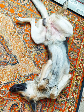 A playful dog enjoys a relaxing moment lying on its back, paws stretched upward on a vibrant rug in a peaceful indoor environment.の写真素材