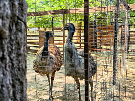 Two emus stand inside a fenced area of a wildlife sanctuary, basking under the sunlight surrounded...