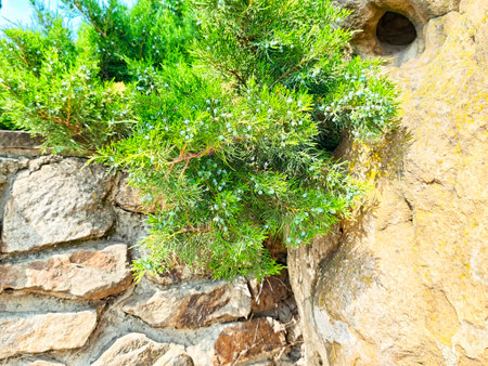 A vibrant green shrub grows closely against a weathered stone wall, illuminated by warm sunlight in...