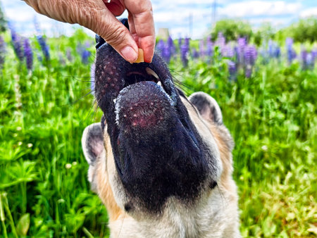 A German Shepherd is reaching up to take a treat from a person in a vibrant field filled with...