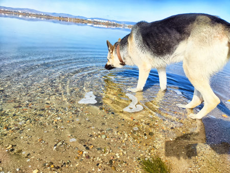 A German Shepherd stands at the edge of a clear lake, curiously drinking while its reflection ripples in the water.の写真素材