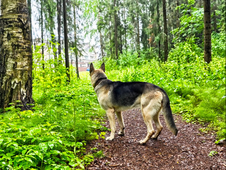 A German Shepherd stands alert on a forest path, observing its surroundings amidst vibrant greenery...