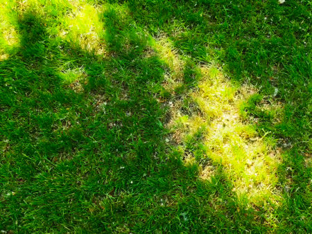 Bright sunlight filters through leaves, casting gentle shadows and illuminating patches of grass in a peaceful outdoor area.の写真素材