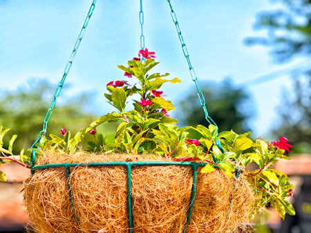 Colorful flowers thrive in a hanging basket, illuminated by sunlight on a beautiful day, surrounded by lush green foliage.の写真素材