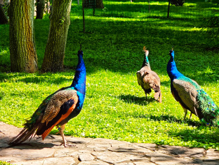 Three peacocks stroll across a vibrant grassy area under clear blue skies, showing their striking...
