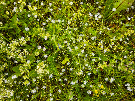 A vibrant display of wildflowers covers the ground in a lush meadow, showing various species under...