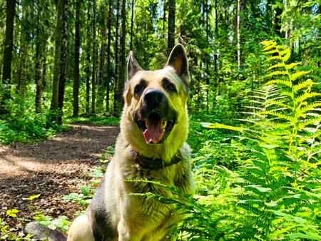 A happy German Shepherd enjoys a vibrant forest path, surrounded by lush greenery and soft sunlight...