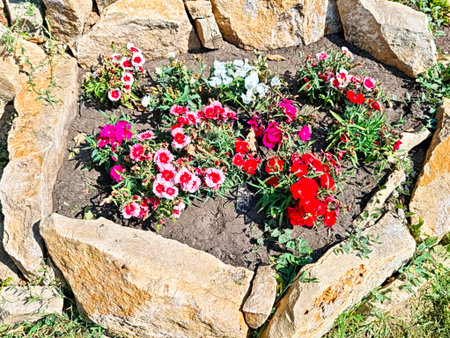Brightly colored flowers thrive in a natural stone planter, showing a variety of petals and foliage under the sun.の写真素材