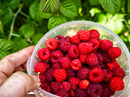 A hand holds a plastic container filled with vibrant red raspberries, freshly picked from a lush...