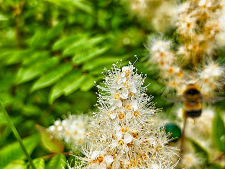 Bees are busy collecting nectar from vibrant white flowers surrounded by rich green foliage in a...