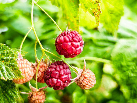 Clusters of ripe raspberries hang from green vines surrounded by lush leaves on a sunny day in late...
