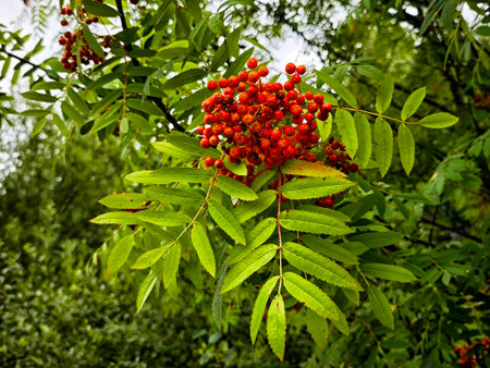 Bright red berries grow in clusters on a lush green tree, surrounded by vibrant leaves and a natural...