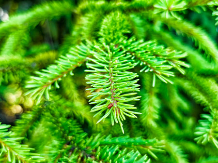 Bright green pine needles showcase their vibrant colors in a close-up view, reflecting sunlight in a...