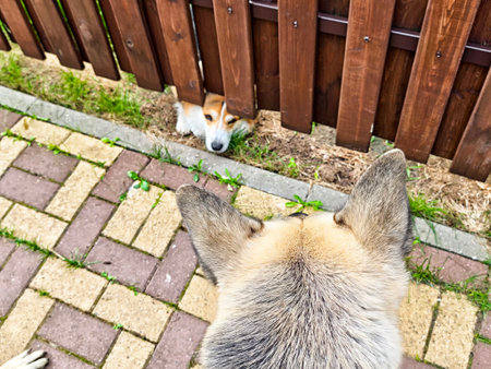 A German Shepherd and a small dog exchange curious glances through a wooden fence in a sunny backyard.の写真素材