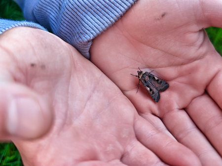A child holds a moth in their hands, surrounded by greenery as daylight begins to fade.