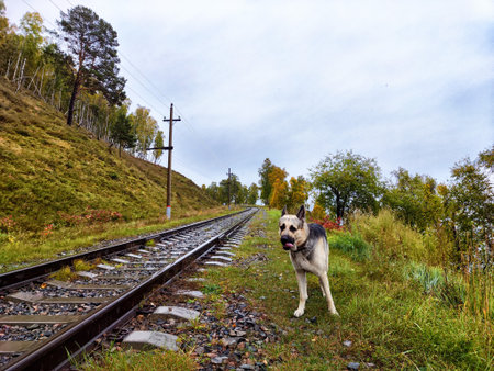 A dog stands near railway tracks surrounded by lush greenery and trees on a cloudy day in a tranquil rural area.の写真素材