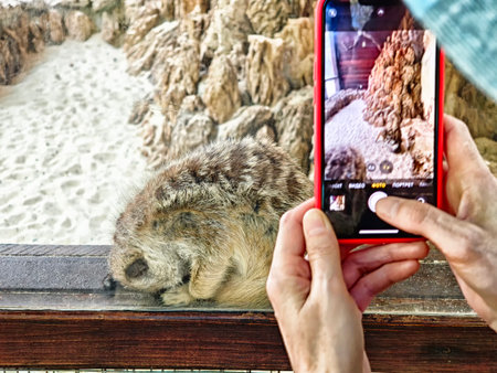 A person uses a smartphone to photograph a sleeping animal at a wildlife exhibit, surrounded by rocky terrain and sand.の写真素材