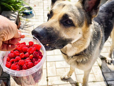 A dog sniffs a container filled with ripe raspberries as its owner holds it close in a vibrant garden during daylight.の写真素材