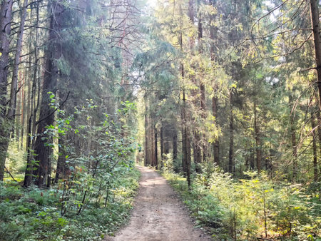 A narrow dirt trail winds through tall trees, with sunlight creating a tranquil atmosphere in the...